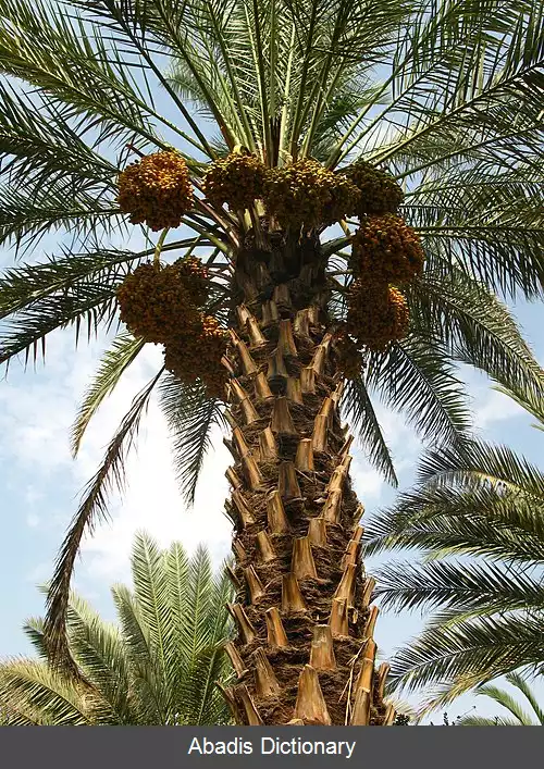 عکس خرمای کبکاب