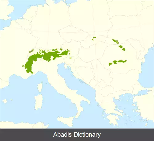 عکس کاج سوئیسی