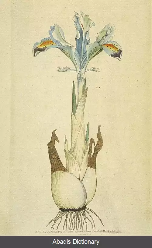 عکس زنبق های نرم پیاز