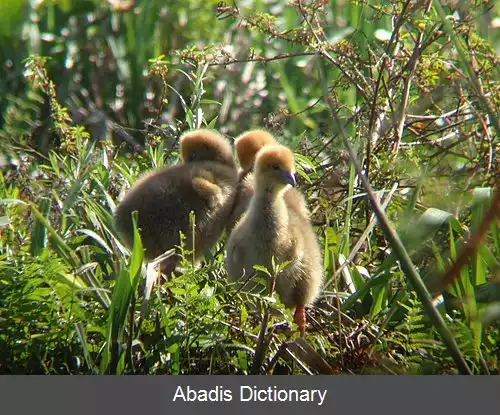 عکس فریادکش جنوبی