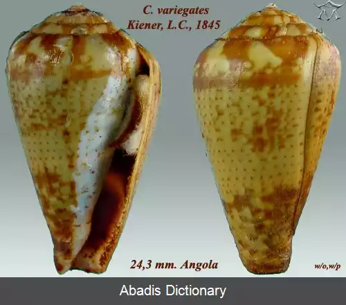 عکس قیفک گوناگون