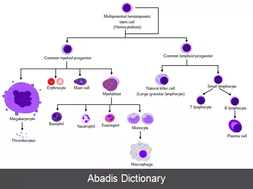 عکس سلول بنیادی خون ساز