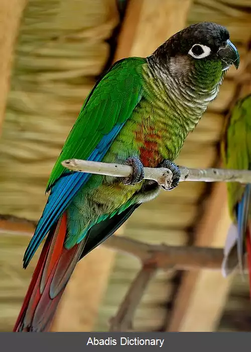 عکس طوطی گونه سبز