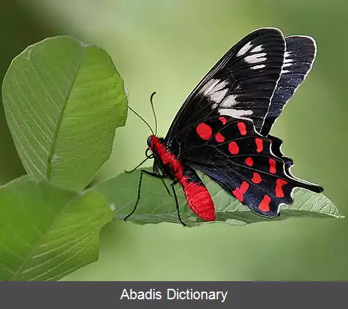 عکس رز زرشکی