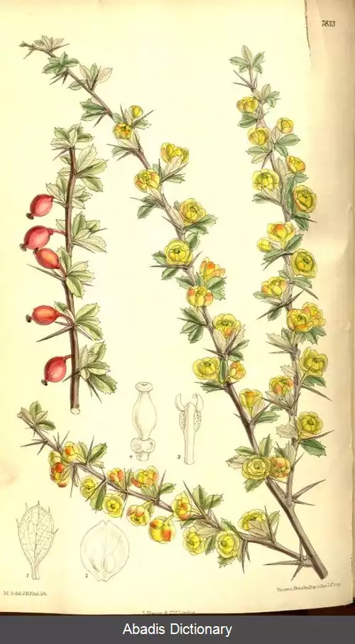 عکس زرشک خوش برگ