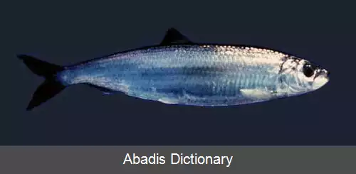 عکس استتار زیر آب