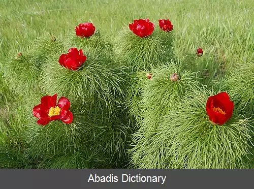 عکس گل صدتومانی رومانیایی