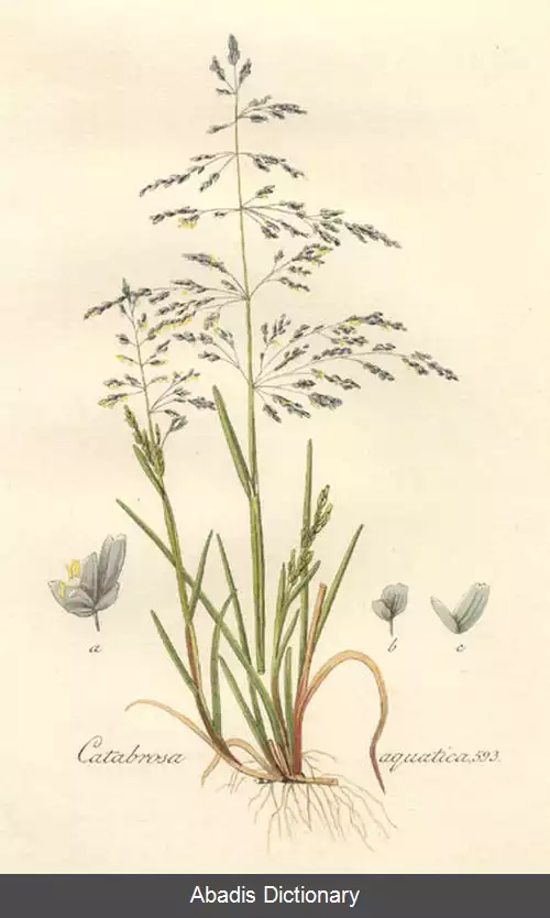 عکس چمن جویبار