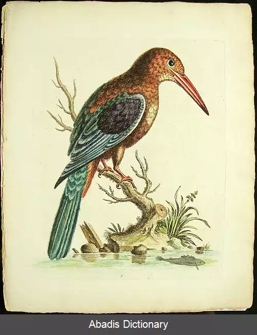 عکس پیتر پیلو