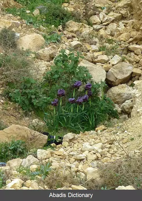 عکس زنبق سیاه چرده