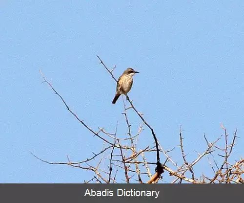 عکس چک هررو