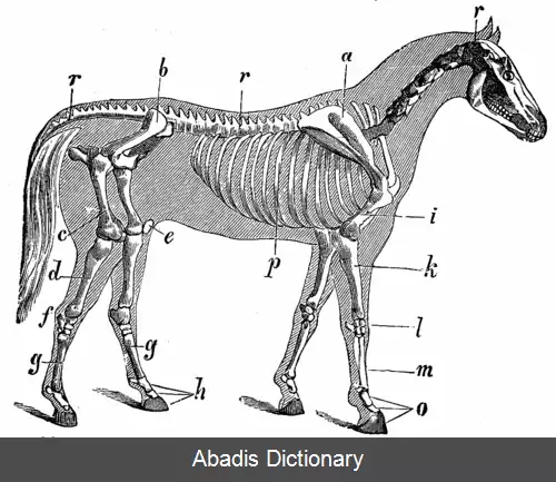 عکس کالبدشناسی اسب