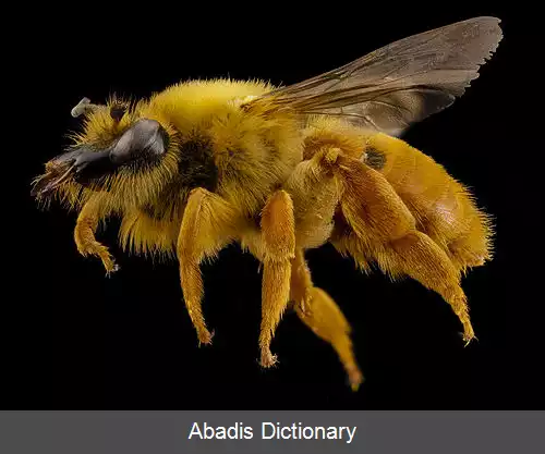 عکس زنبور بنا