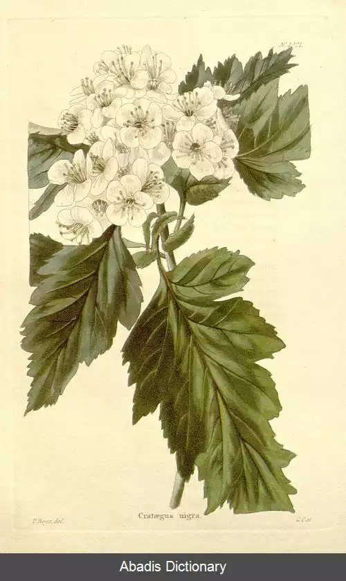 عکس زالزالک سیاه
