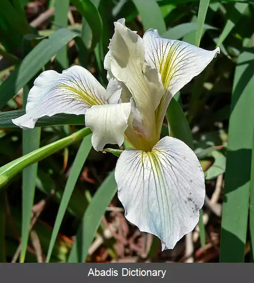 عکس زنبق فرنالد