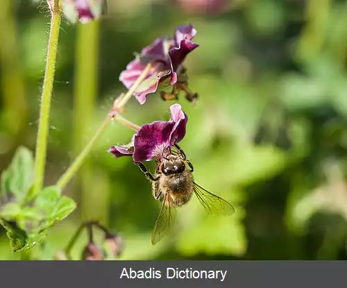 عکس منبع شهد