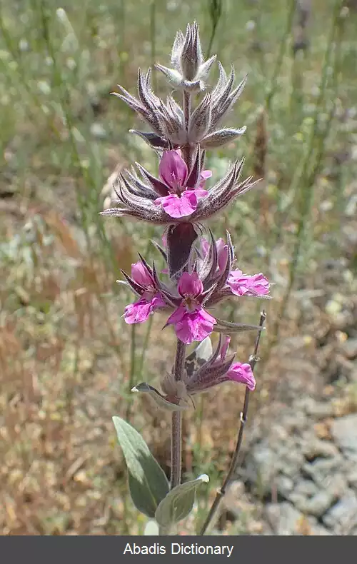 عکس سنبله ای ارغوانی