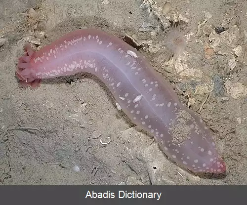 عکس بی لوله پاچگان