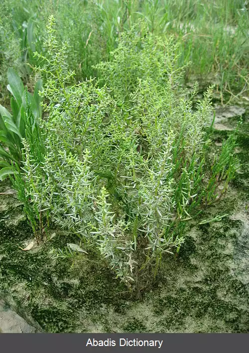 عکس سیاه شور دریایی