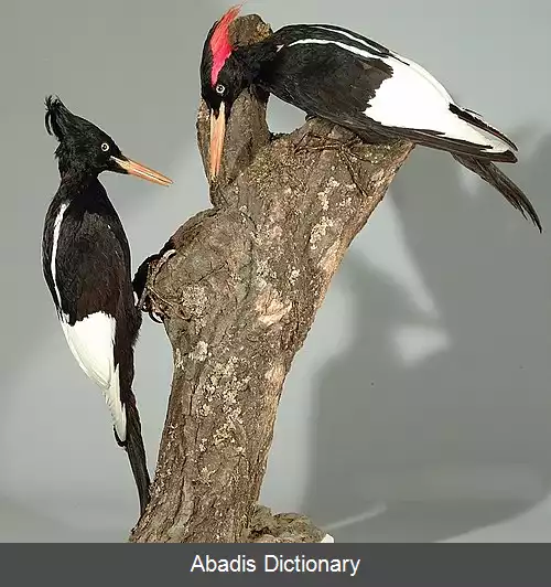 عکس دارکوب شاهی
