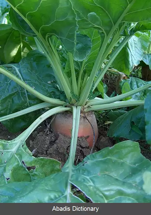عکس چغندر گاوی