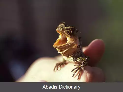 عکس زره دمان