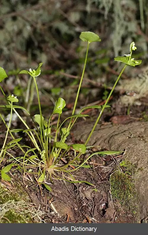 عکس خرفه زمستانی