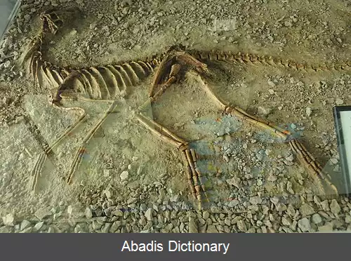 عکس سیلسور