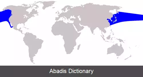 عکس دلفین پهلوسفید آرام