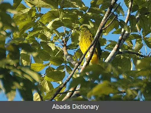 عکس کبوتر میوه خوار طلایی