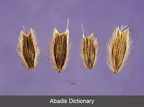 عکس علف رشکی (سرده)