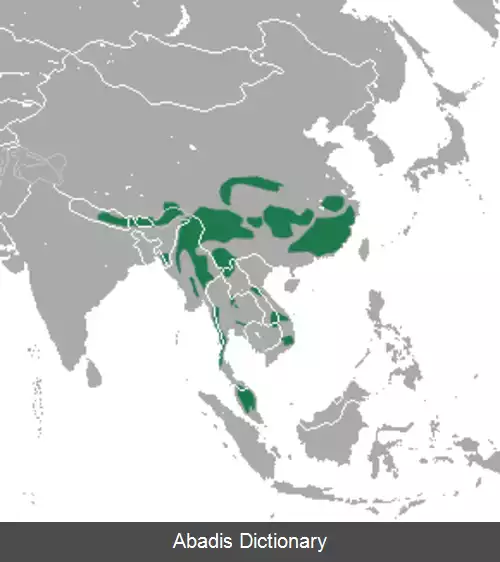 عکس پلنگ ابری