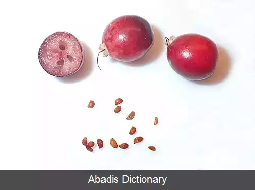 عکس سیاه گیله مرداب