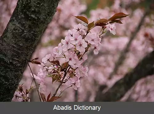 عکس کنروکوئن کوماگای