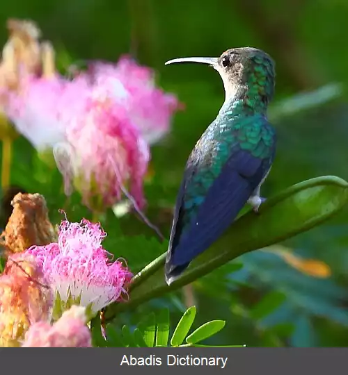 عکس چوب پری دم چنگالی