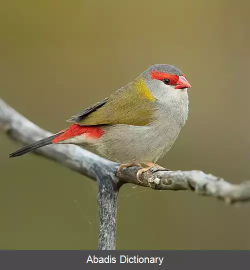 عکس سهره ابروسرخ