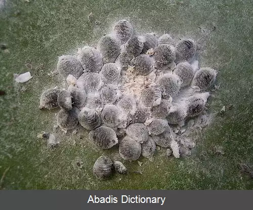 عکس چرب انگشت