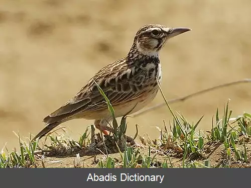 عکس چکاوک دم کوتاه