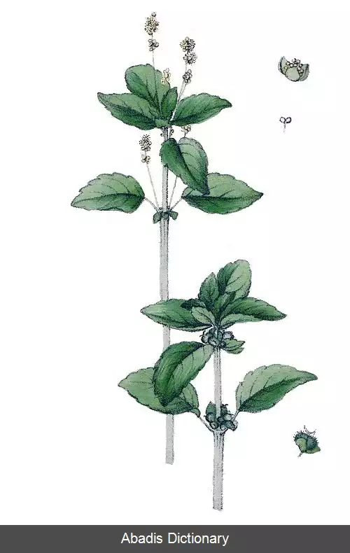 عکس فرفیونیان آکالیفویدئا