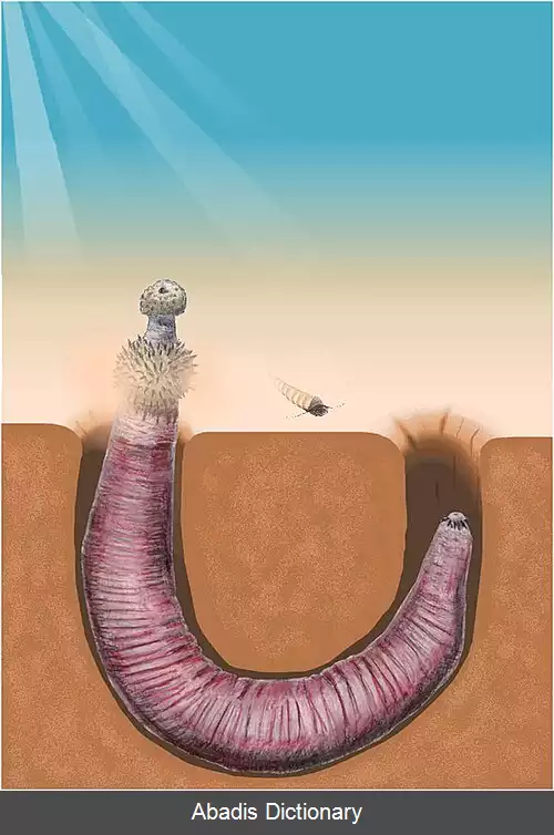 عکس نرینه ای تباران