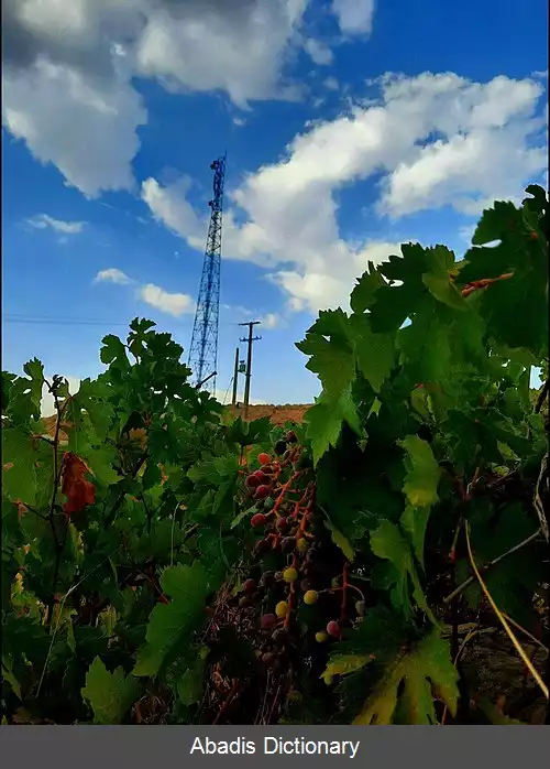 عکس کچکبل علیا