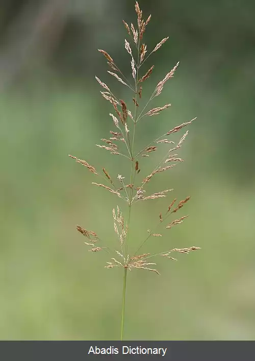 عکس علف بوریای غول آسا