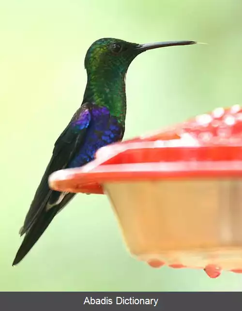 عکس چوب پری تاج سبز