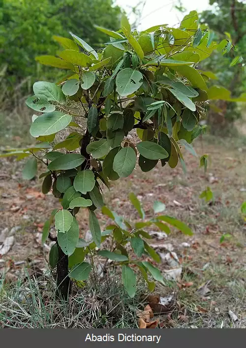 عکس خرمالوی سیاه چوب