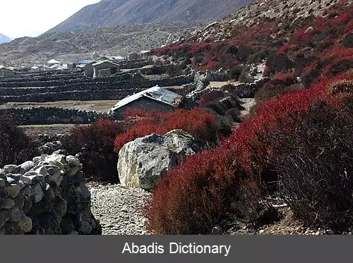 عکس دینگبوچ