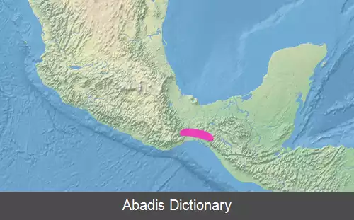 عکس زردپره شکم گلی