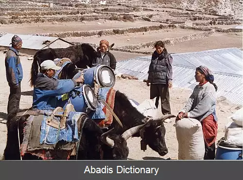 عکس دینگبوچ