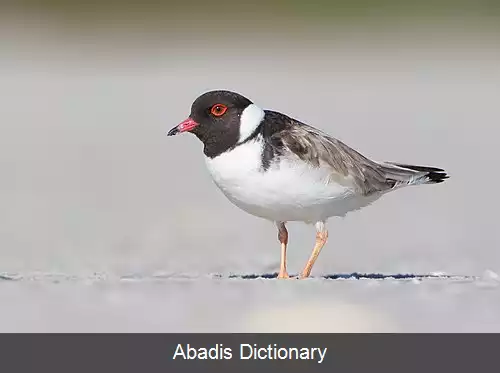 عکس سلیم سرسیاه