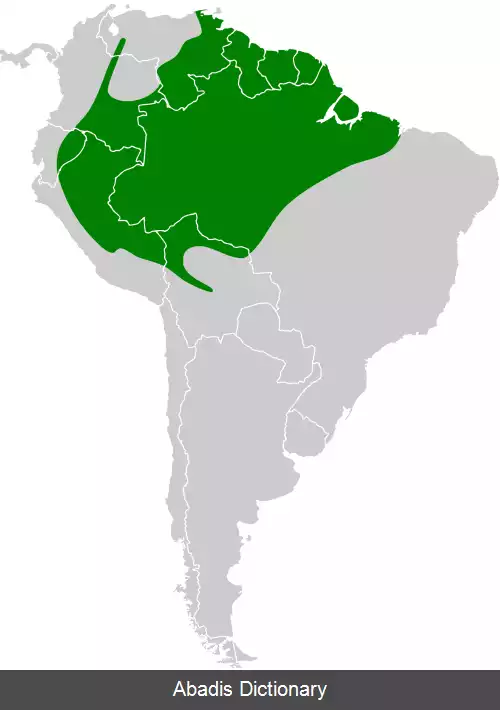 عکس مگس گیر پادشاهی آمازونی