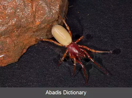 عکس عنکبوت های شپش گیر